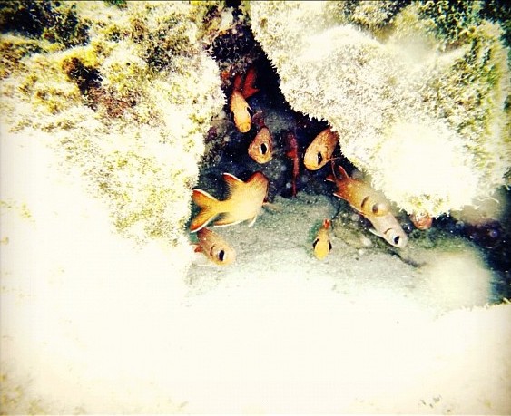 Squirrelfish, Rarotonga, Cook Islands, 2011